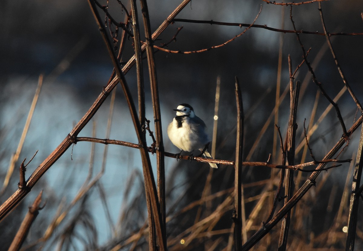 Bergeronnette grise - ML647881122