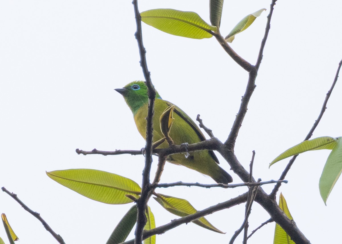 Blue-naped Chlorophonia - ML647881128