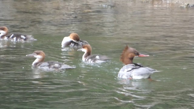 Крех великий - ML647881131