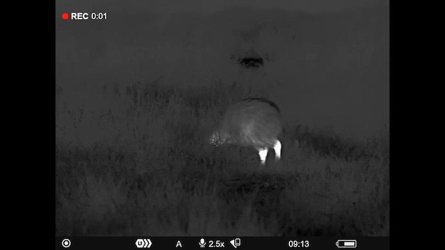 Ківі північний - ML647881133