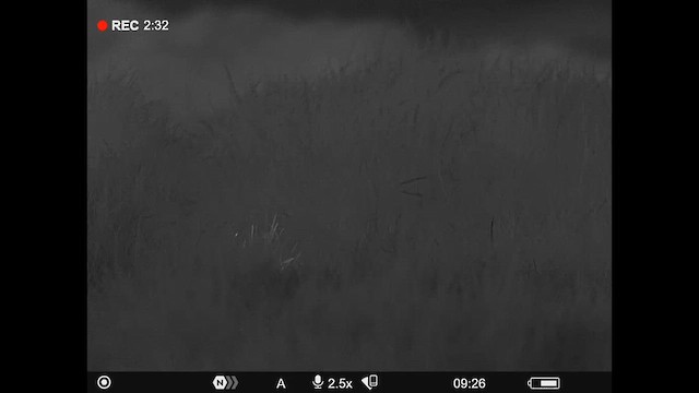 Ківі північний - ML647881138