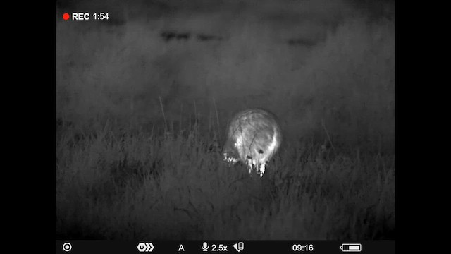 Ківі північний - ML647881143