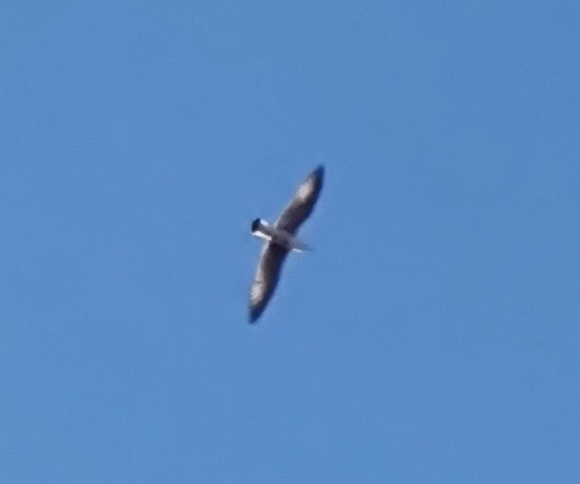 ニシセグロカモメ - ML647881165