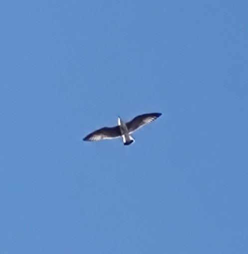 ニシセグロカモメ - ML647881166