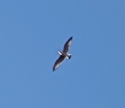 ニシセグロカモメ - ML647881167