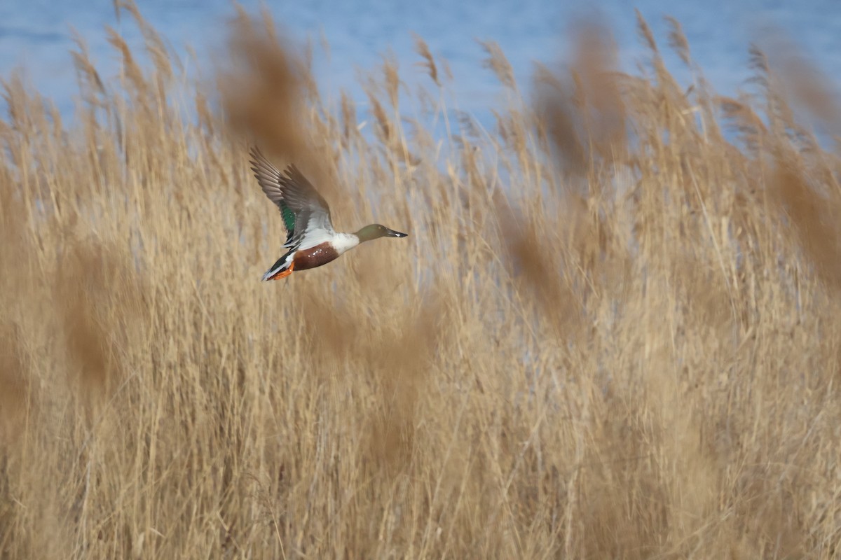 Cuchara Común - ML647881177