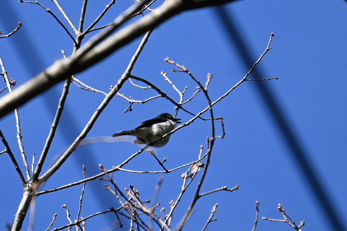 琉球山椒鳥 - ML647881187