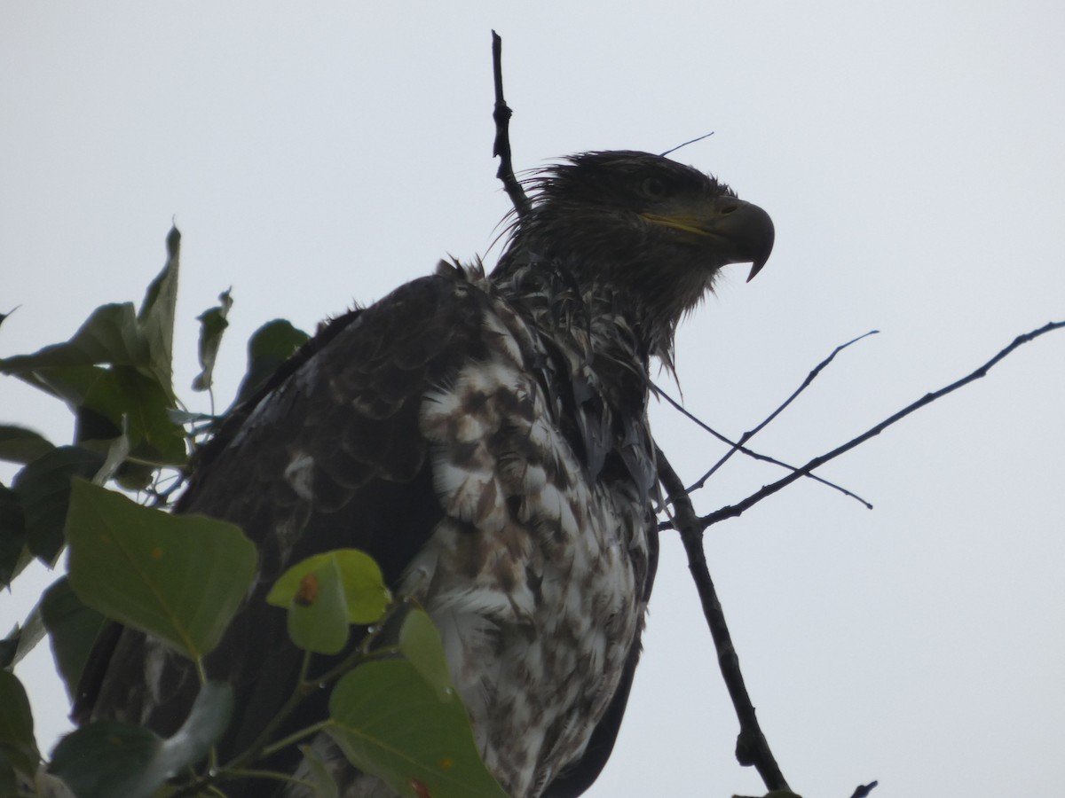 Bald Eagle - ML647881216