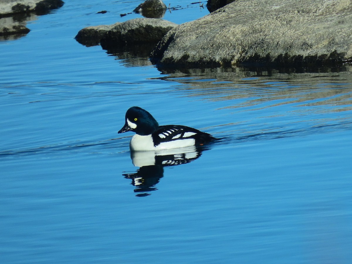 キタホオジロガモ - ML647881218