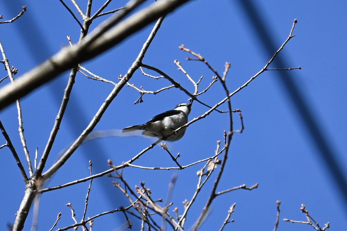 琉球山椒鳥 - ML647881222