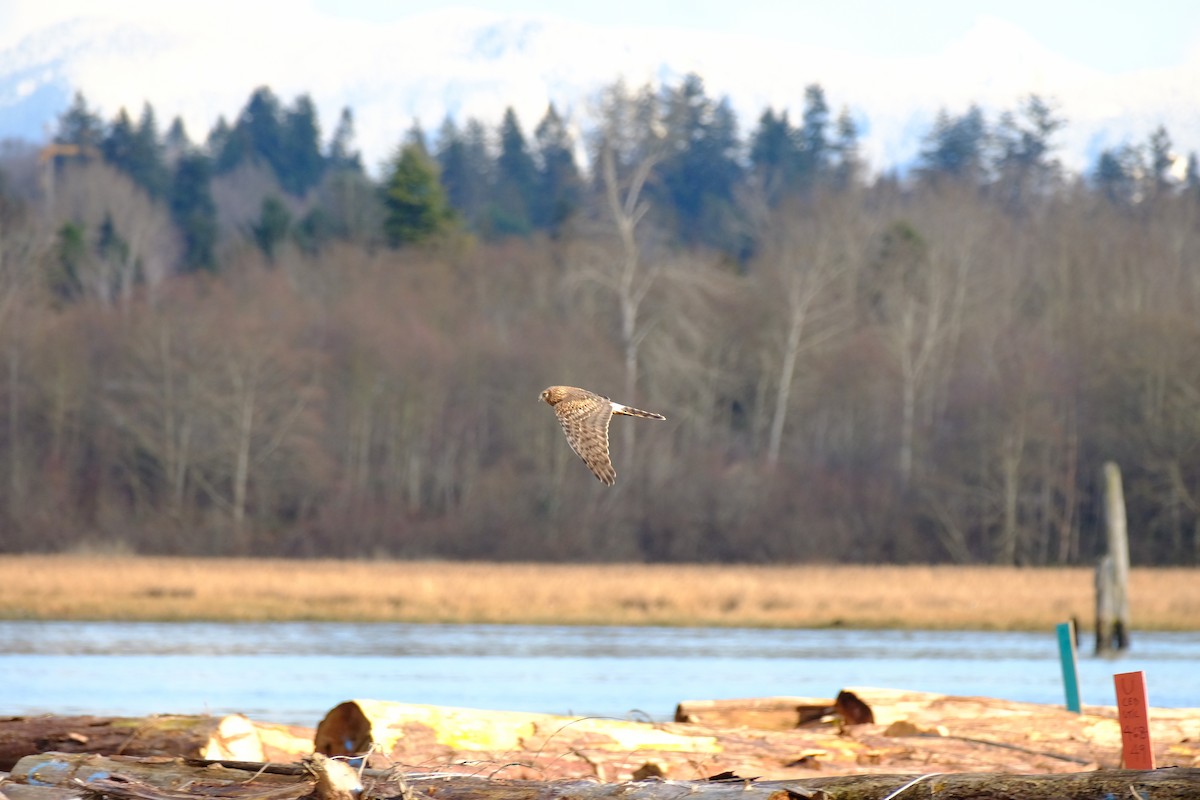 Northern Harrier - ML647881223