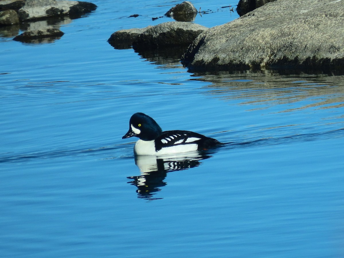 キタホオジロガモ - ML647881225