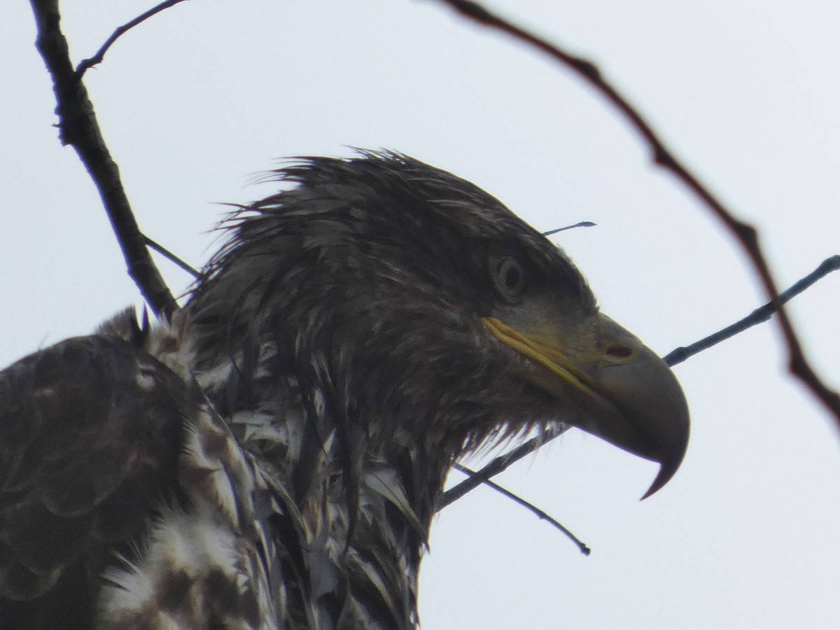 Bald Eagle - ML647881231