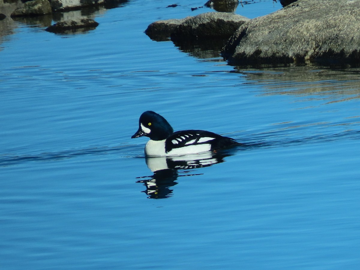 キタホオジロガモ - ML647881243