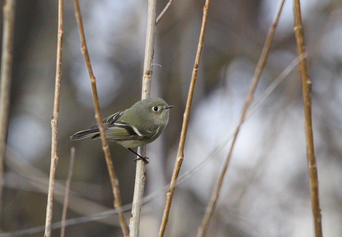 králíček americký - ML647881253