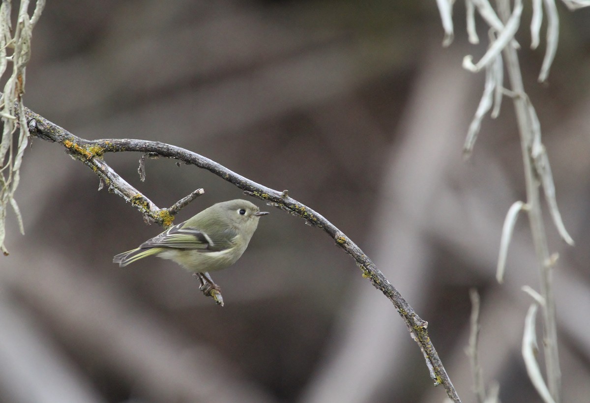 králíček americký - ML647881263