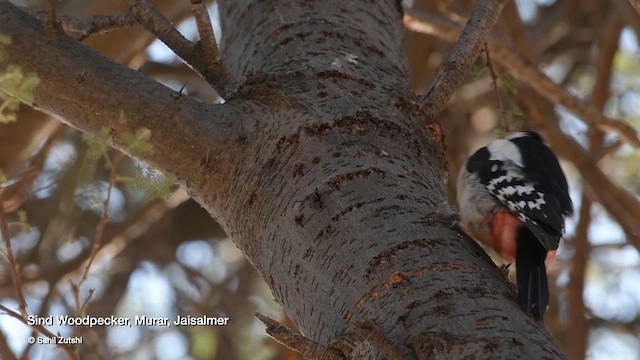 Дятел тамариксовий - ML647881265