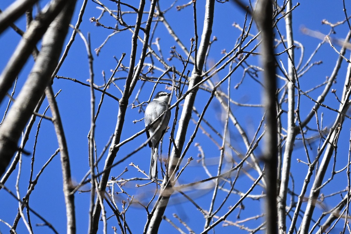 琉球山椒鳥 - ML647881267