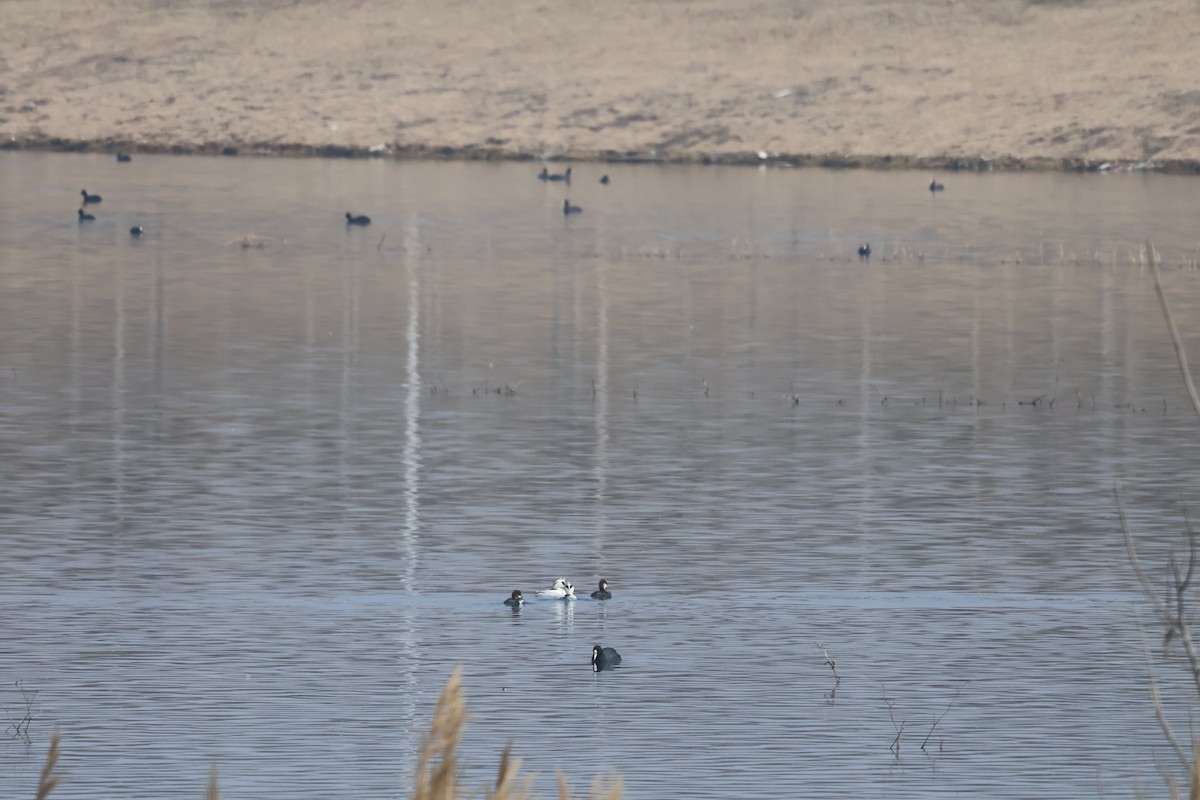 מרגון גמדי - ML647881279