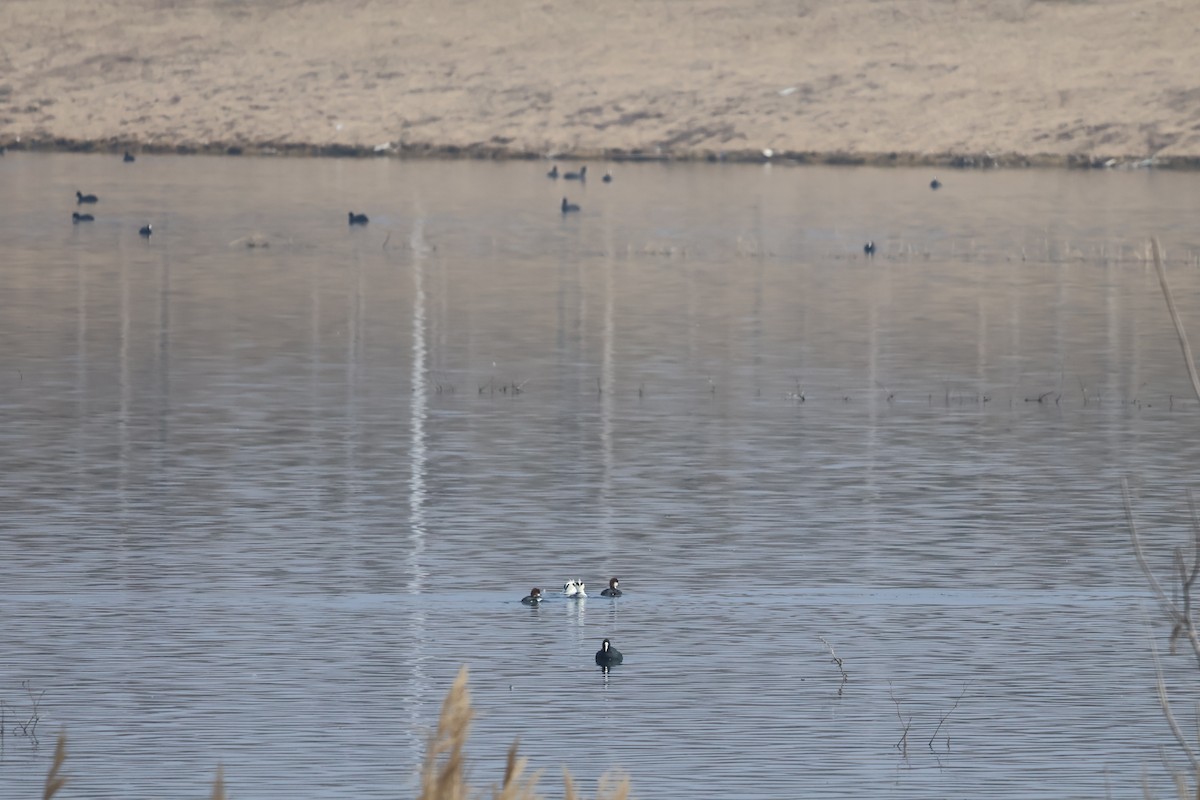 מרגון גמדי - ML647881280