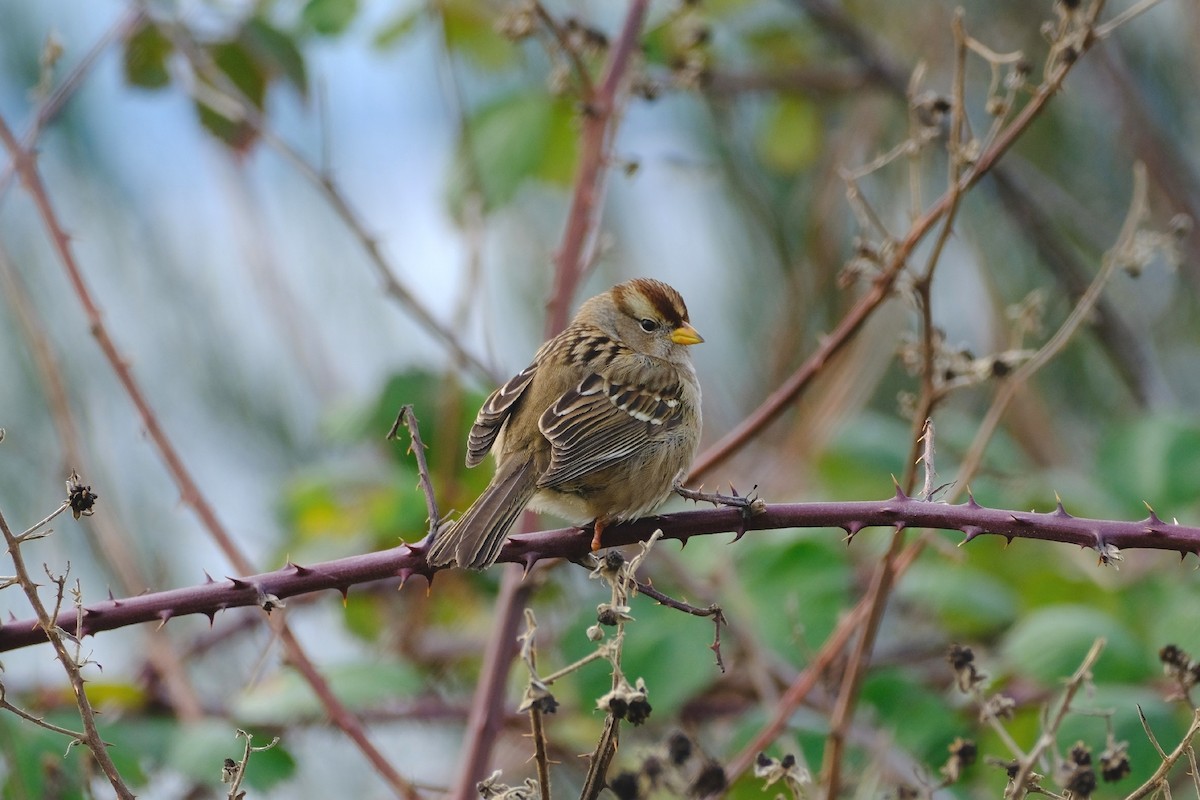 Белобровая овсянка - ML647881289
