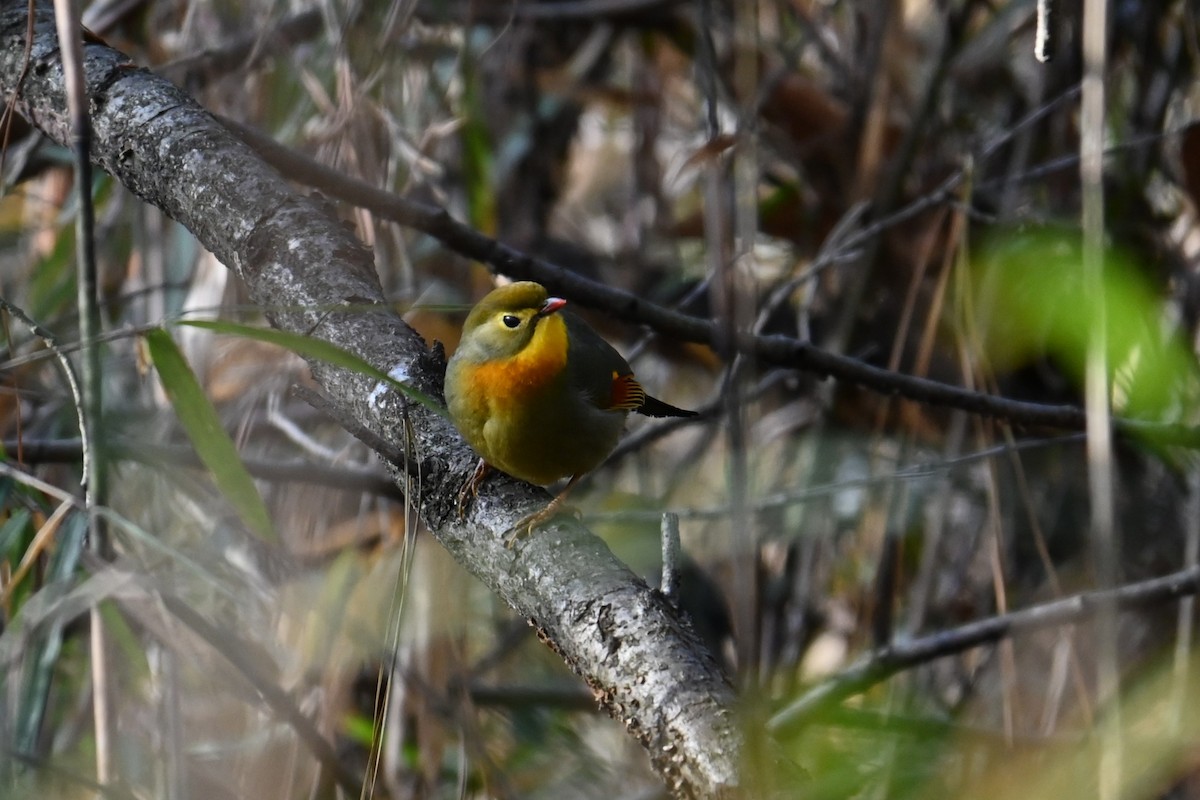 紅嘴相思鳥 - ML647881295
