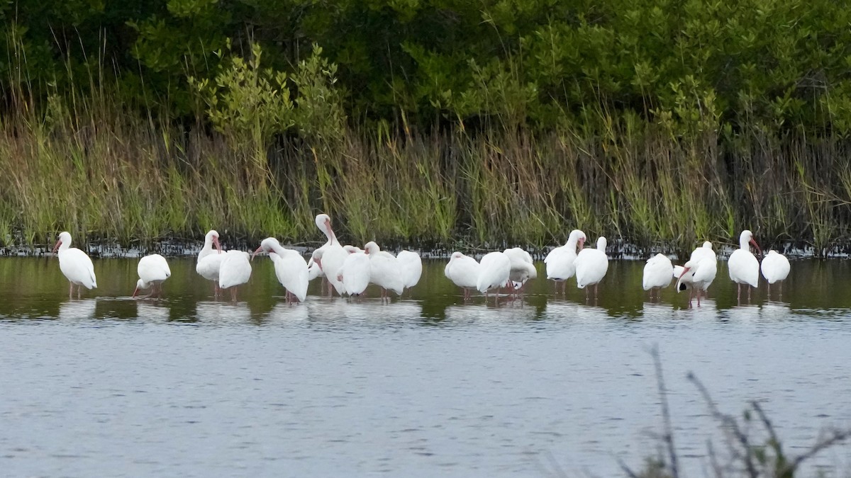 White Ibis - ML647881304
