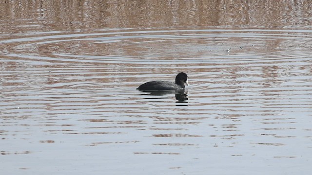 Лиска звичайна - ML647881331