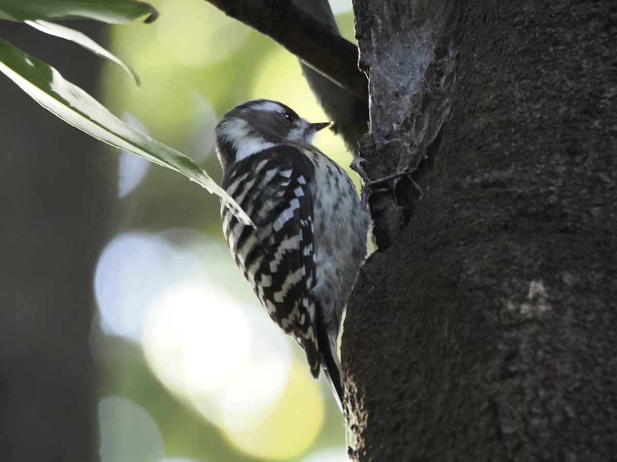 Japanese Pygmy Woodpecker - ML647881348