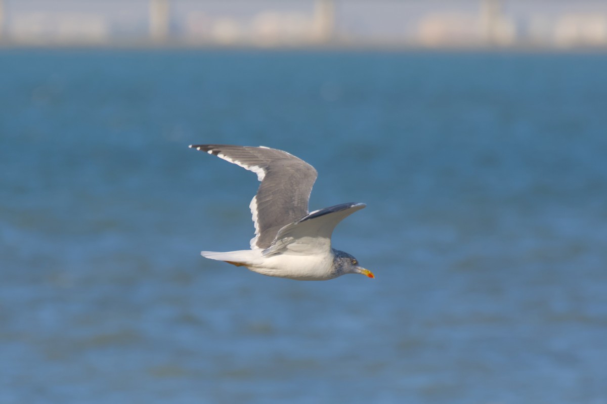 чайка sp. - ML647881359