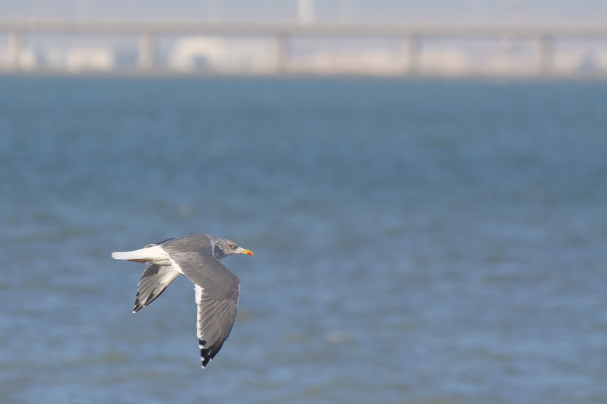 чайка sp. - ML647881363