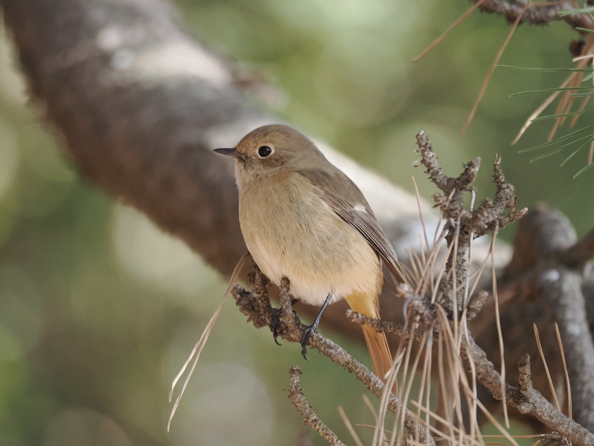 黃尾鴝 - ML647881370