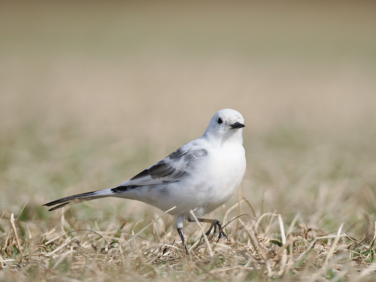 白鶺鴒 - ML647881379