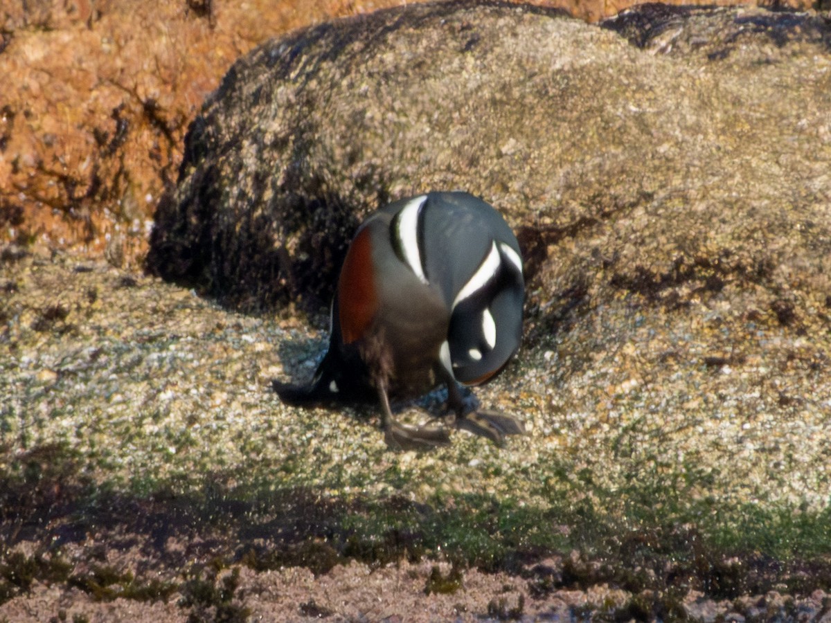 Ahate arlekina - ML647881381