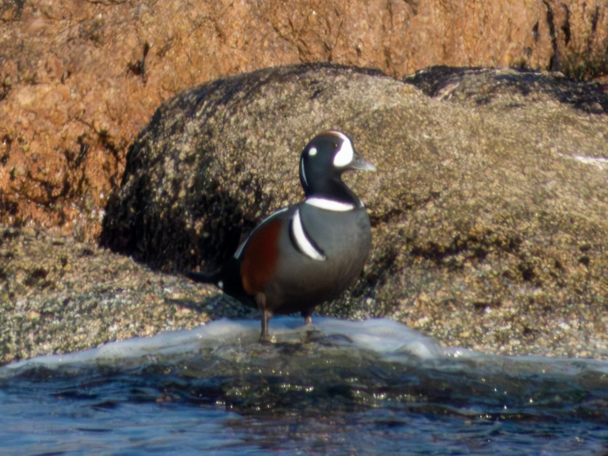 Ahate arlekina - ML647881382