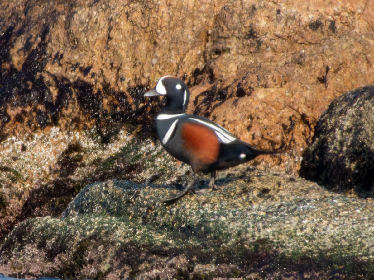 Ahate arlekina - ML647881383