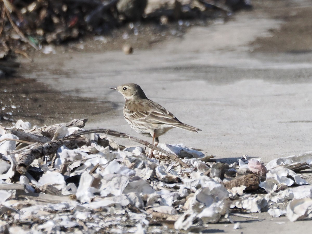 黃腹鷚 - ML647881384