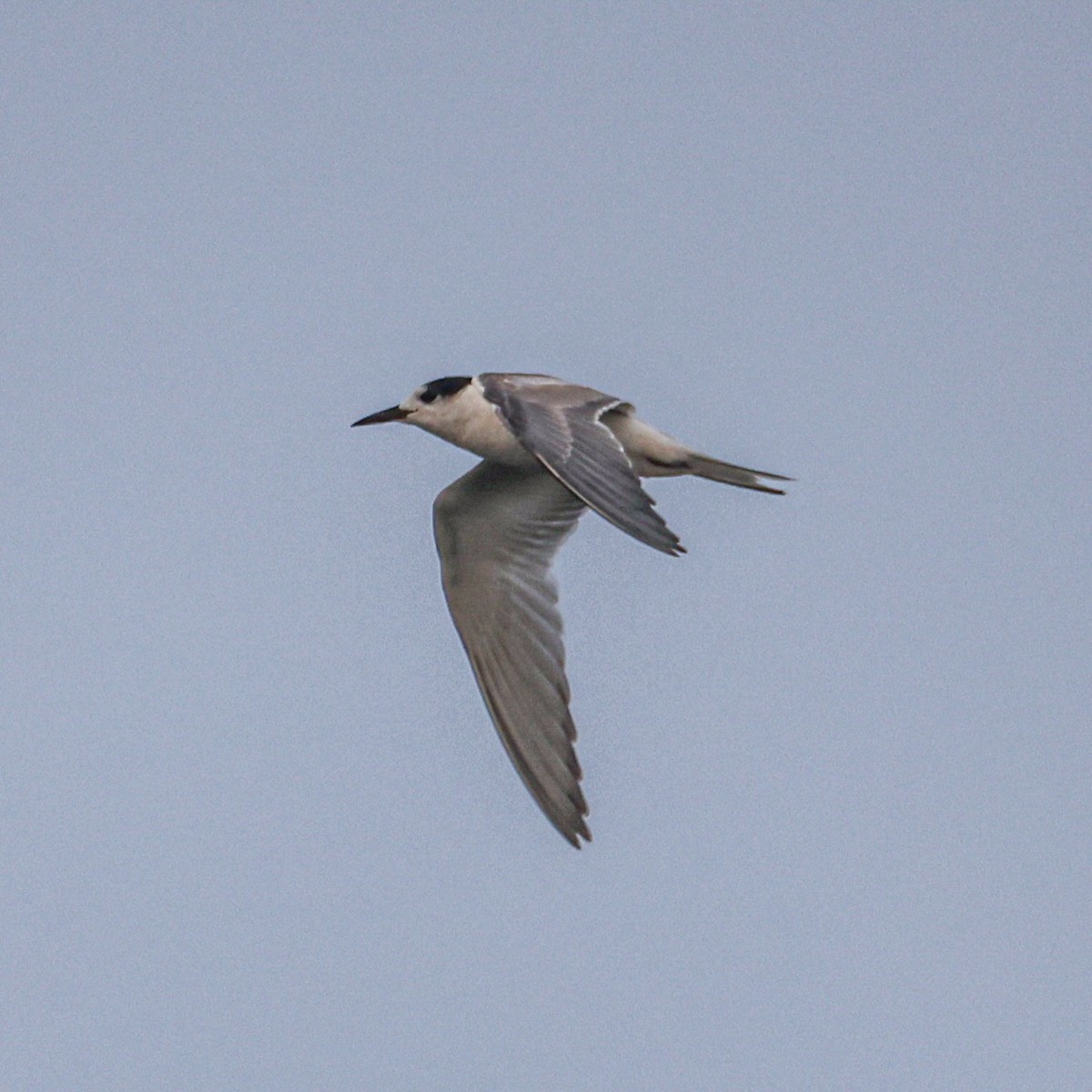 Common Tern - ML647881389
