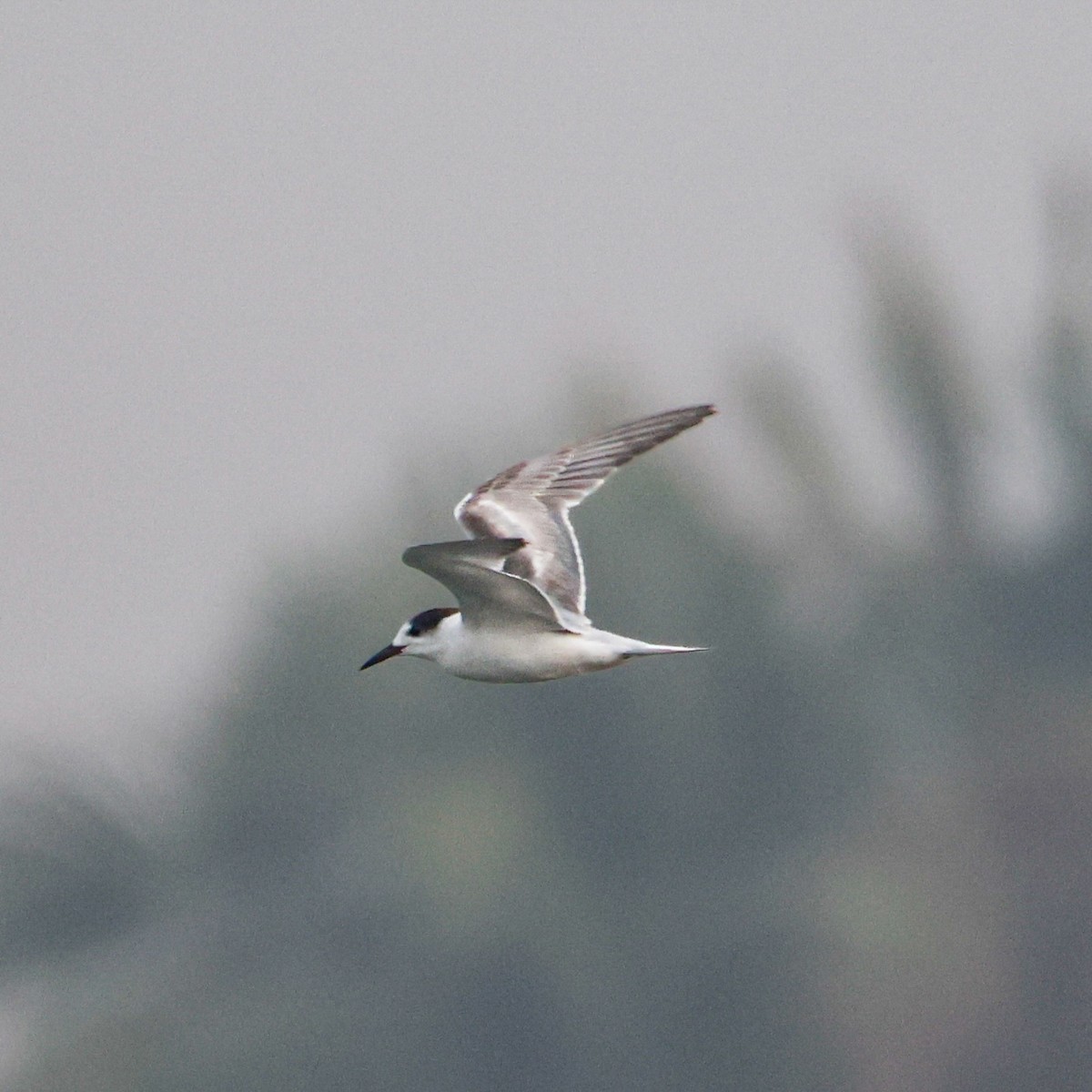 Common Tern - ML647881390