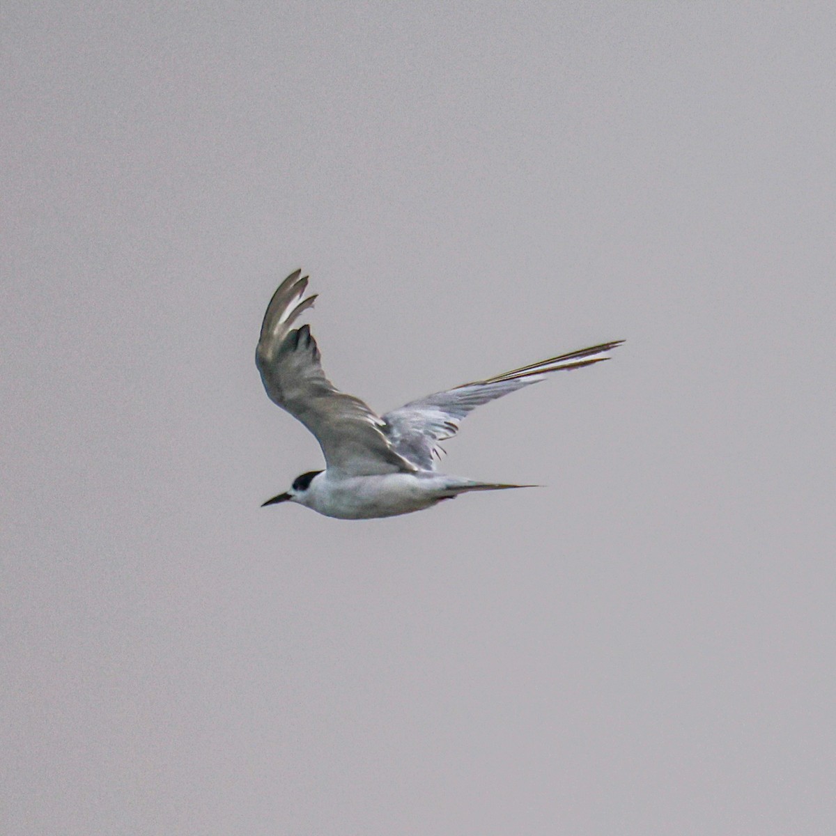Common Tern - ML647881391