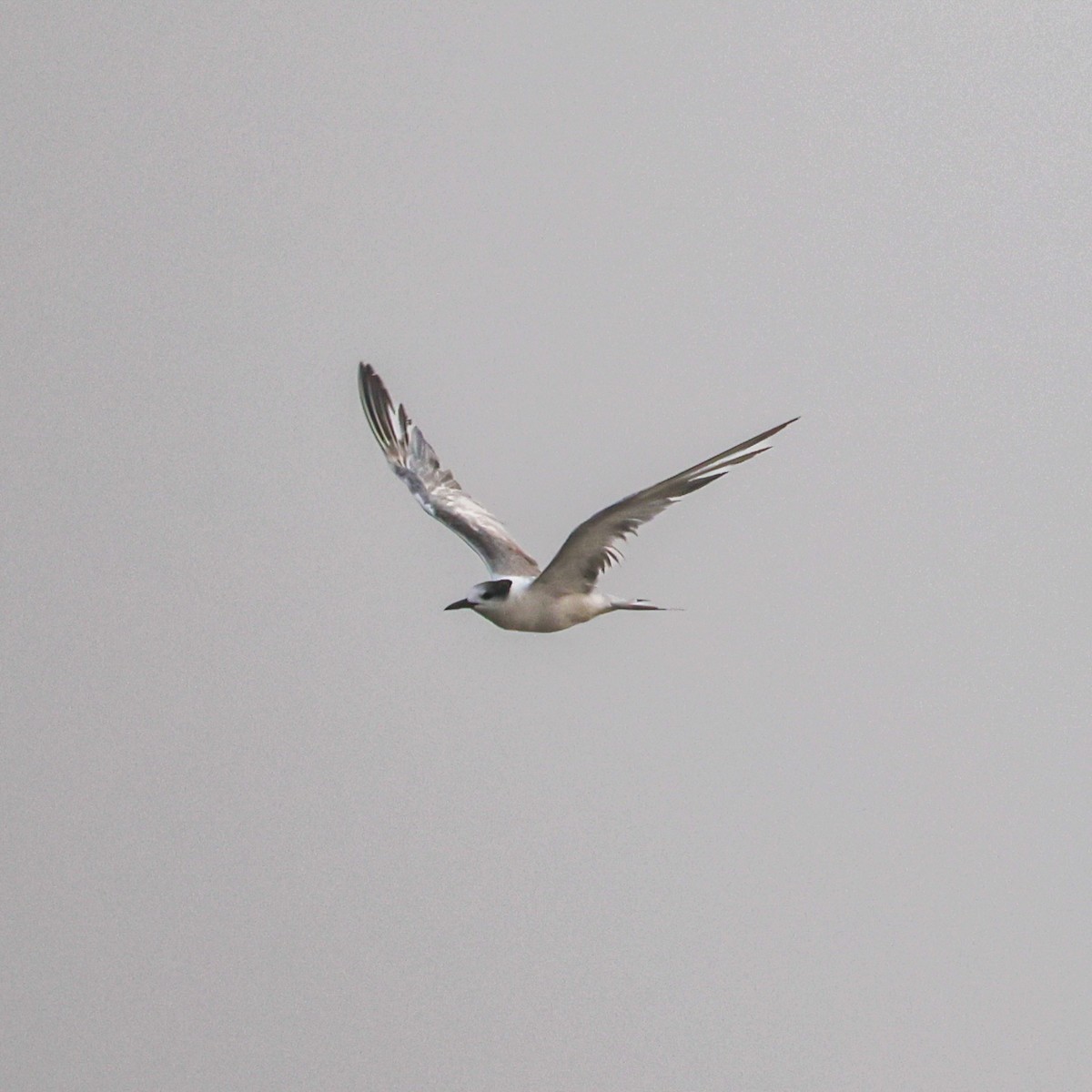 Common Tern - ML647881392