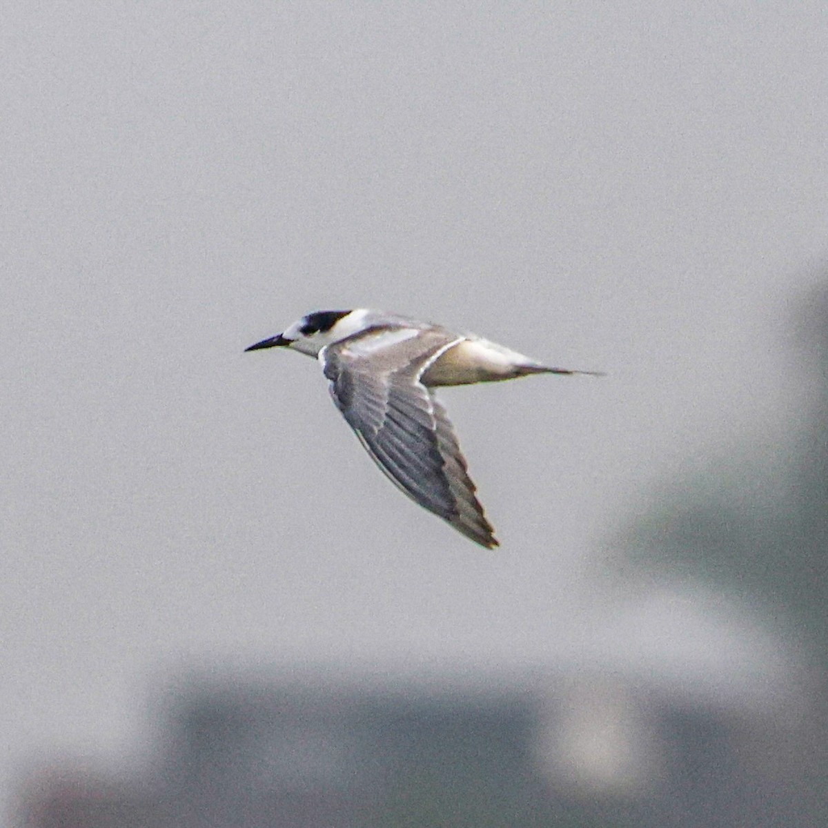 Common Tern - ML647881393