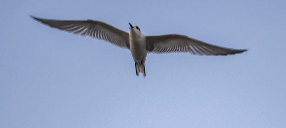 Common Tern - ML647881394