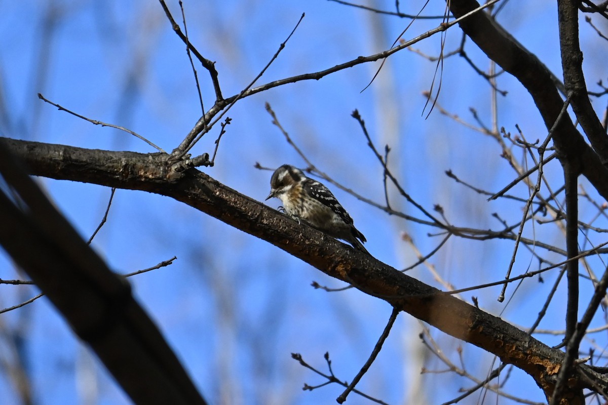 Japanese Pygmy Woodpecker - ML647881438