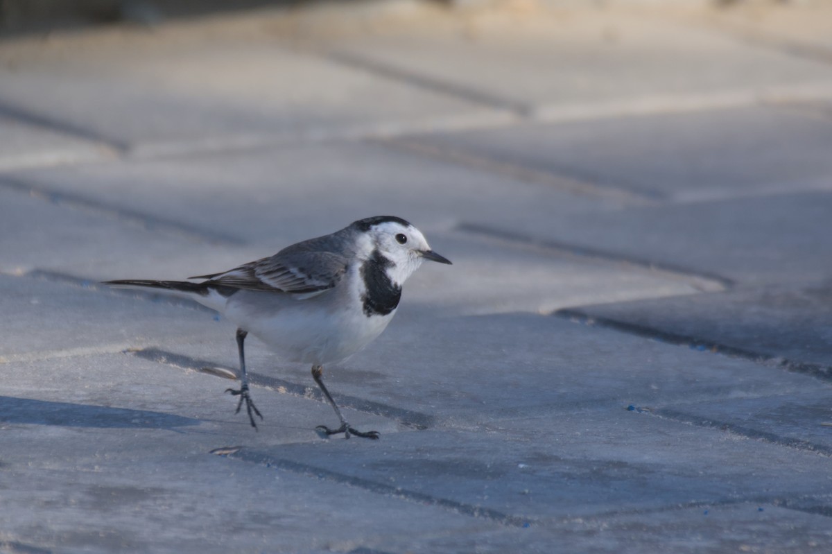 Bergeronnette grise - ML647881456