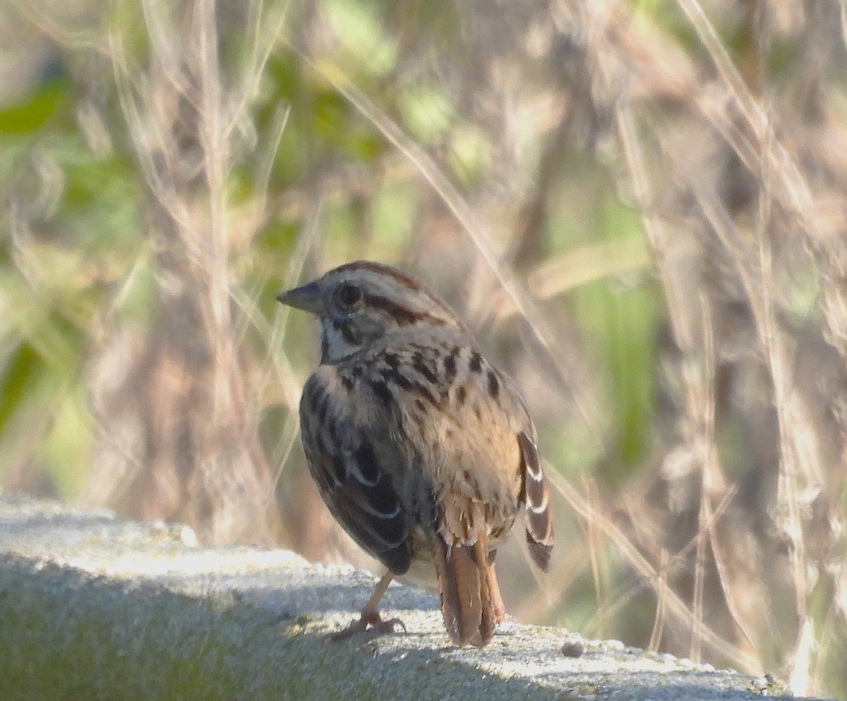 ברנטה קנדית - ML647881465
