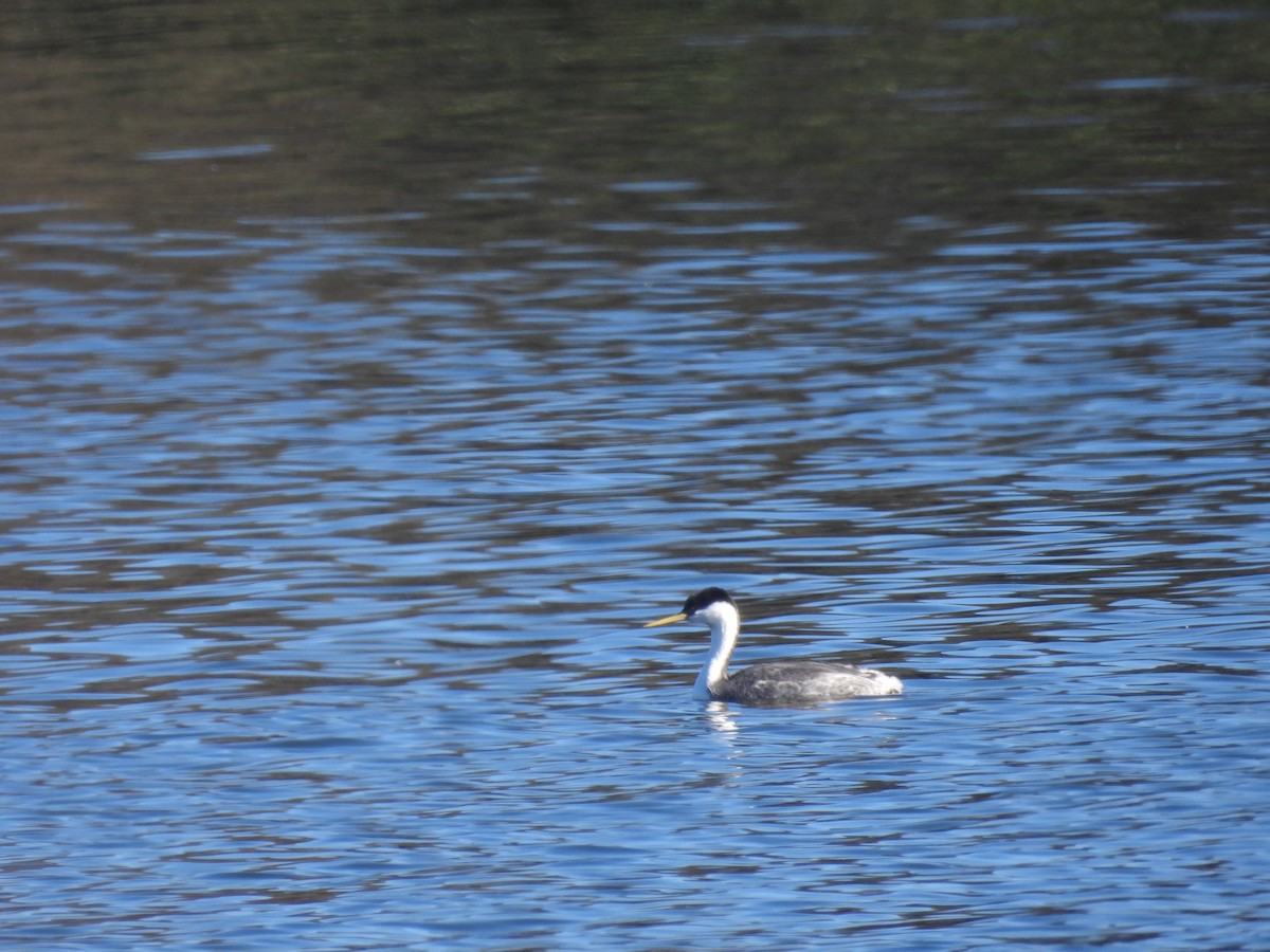 ברנטה קנדית - ML647881468