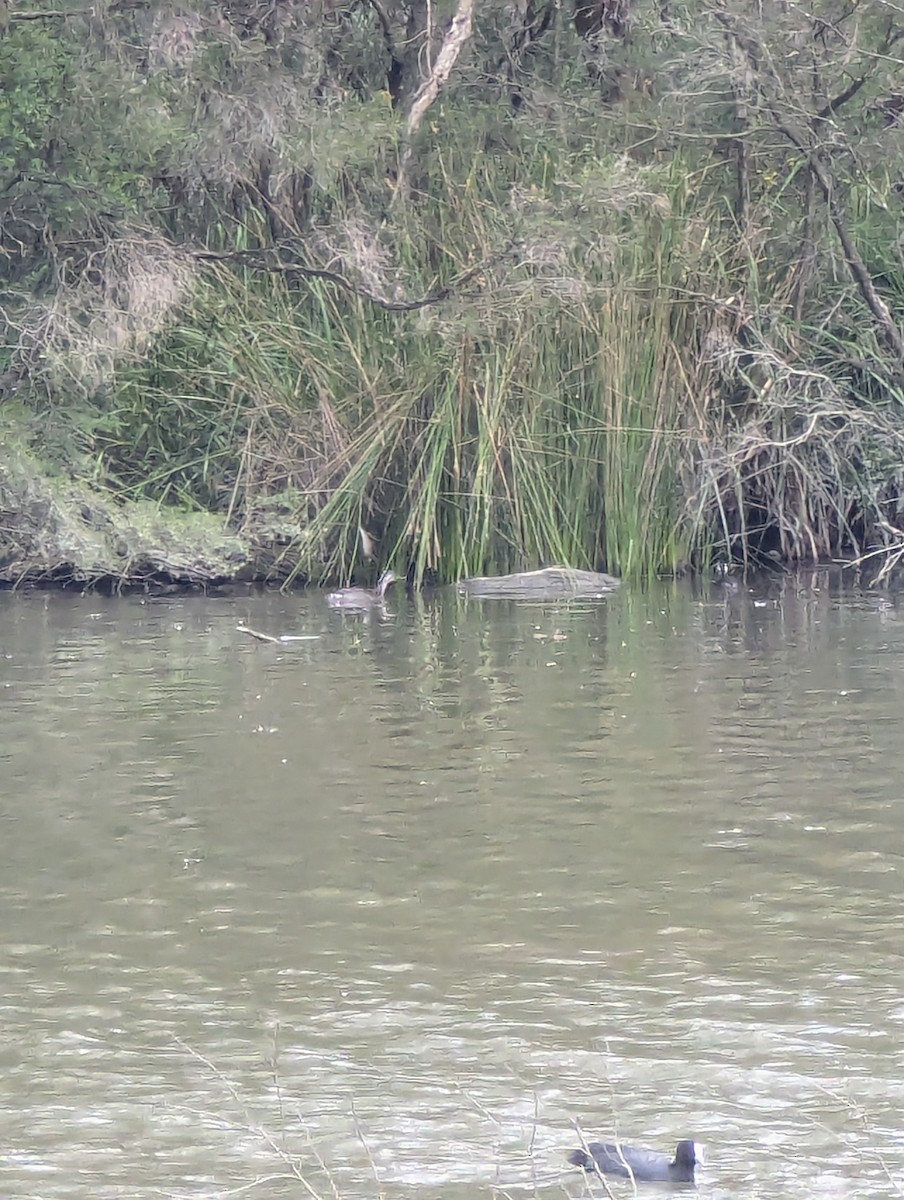 Txilinporta burugrisa - ML647881478