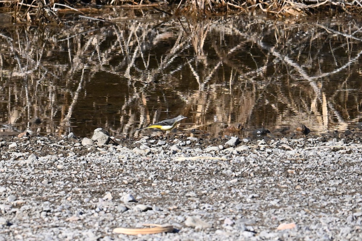 灰鶺鴒 - ML647881479