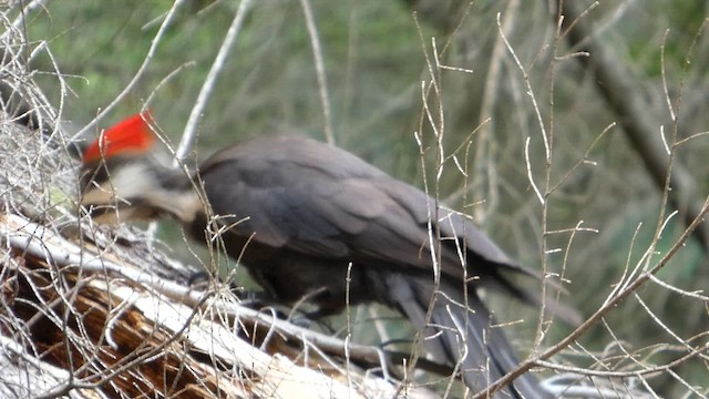 Жовна північна - ML647881487